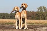 SALUKI 009